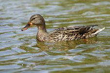 Simple Duck Royalty Free Stock Photo