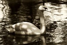 Swan In Sepia Royalty Free Stock Photo Swan In Sepia Royalty Free Stock Photo