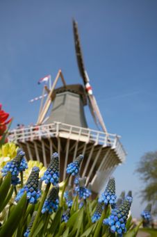 Dutch Windmill And Colorful Fl Stock Images
