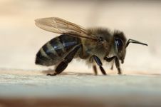 Honeybee Royalty Free Stock Image Honeybee Royalty Free Stock Image