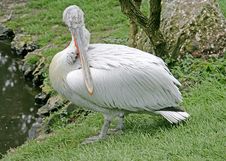 Dalmatian Pelican 5 Stock Photo Dalmatian Pelican 5 Stock Photo