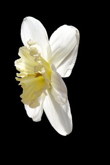 Narcissus Stock Photo Narcissus Stock Photo