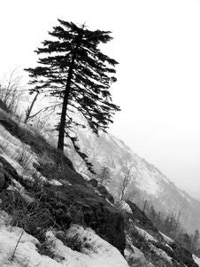 Alone Tree Stock Photography Alone Tree Stock Photography