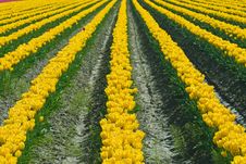 Endless Yellow Tulips Stock Photo