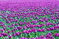 Purple Tulips Stock Photos Purple Tulips Stock Photos