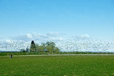 Young Couple With Snow Geese Stock Image