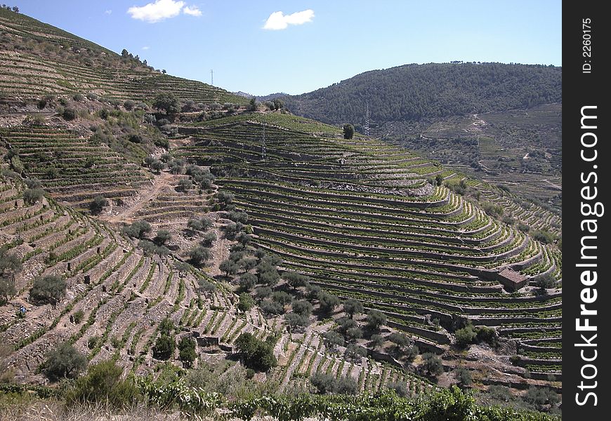 Mountain vineyard landscape in summer