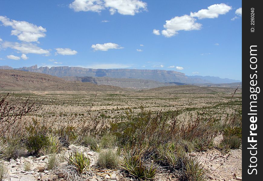 A view of Big Bend national park desertic vegetation