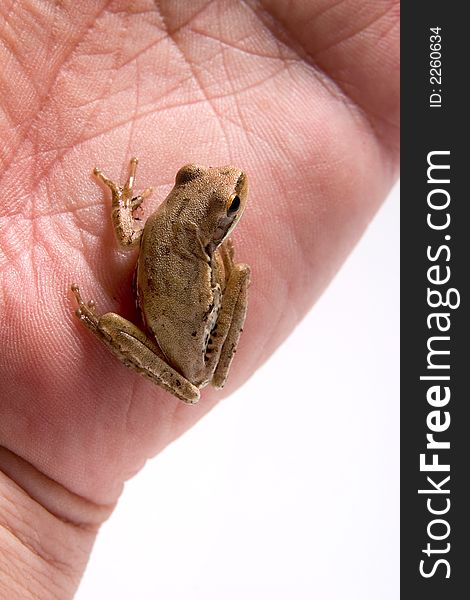 Small tree frog on a hand, white background.(Hyla Pulchela). Small tree frog on a hand, white background.(Hyla Pulchela).