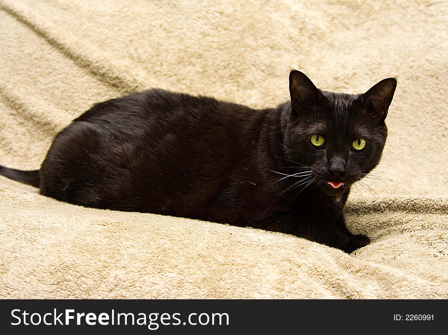 Black cat with bright green eyes showing tongue, laying on a beige towel. Black cat with bright green eyes showing tongue, laying on a beige towel.