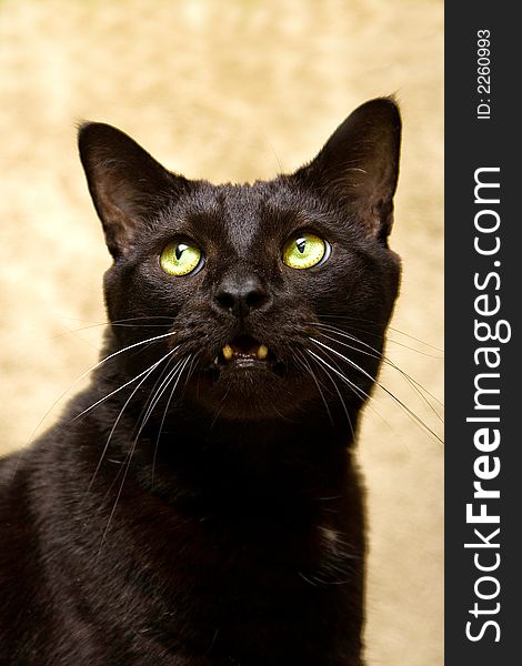 Black cat with bright green eyes looking up with an aggressive look. Black cat with bright green eyes looking up with an aggressive look