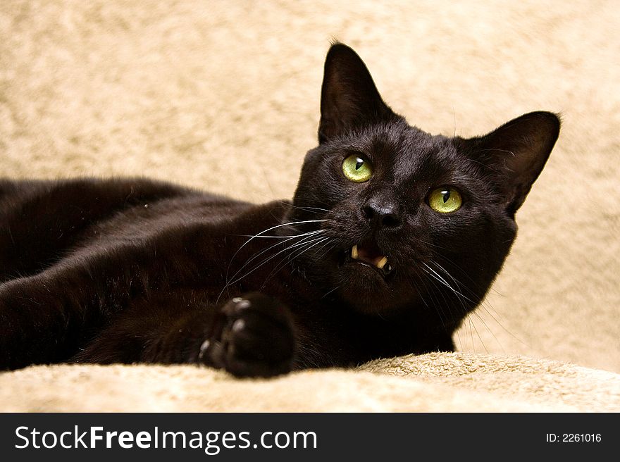 Black cat with bright green eyes and mouth open is showing his teeth. Cat is laying down and looking up. Black cat with bright green eyes and mouth open is showing his teeth. Cat is laying down and looking up.