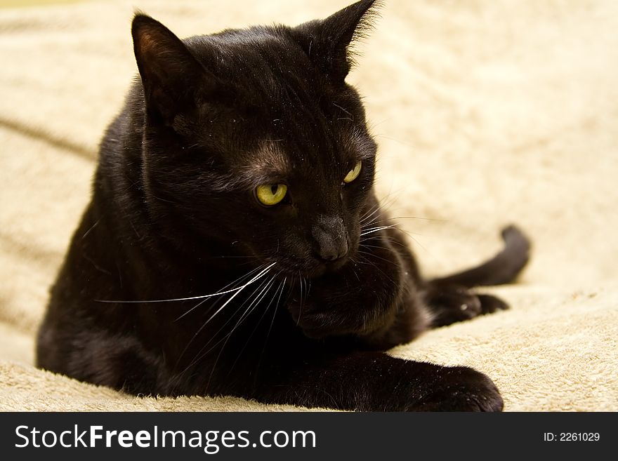 Black cat cleaning his paw