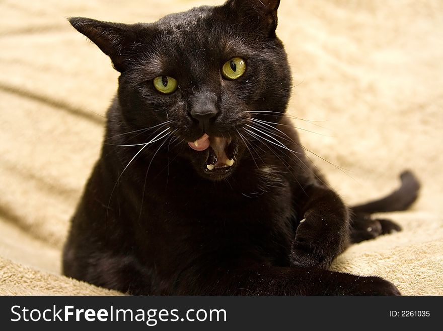 Black cat with bright green eyes licking mouth. Black cat with bright green eyes licking mouth