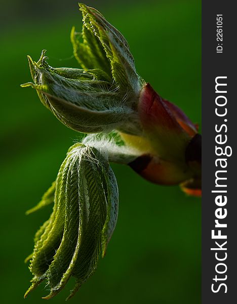 Close up of an chestnut showng details