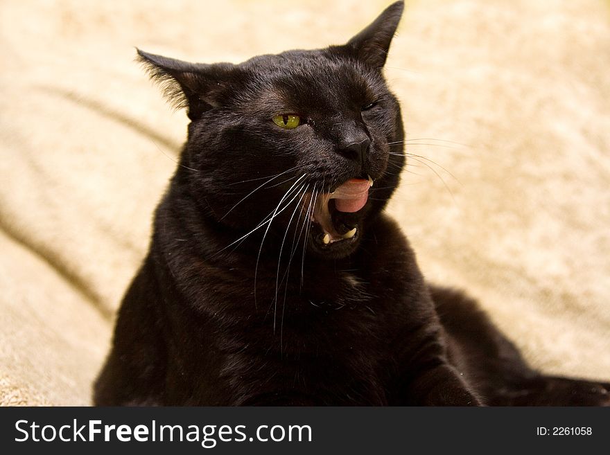 Black cat with bright green eyes licking cheek. Black cat with bright green eyes licking cheek