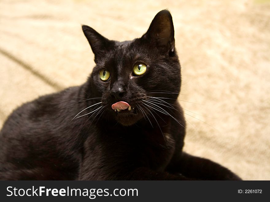 Black cat with bright green eyes looking surprised and sticking tongue out. Black cat with bright green eyes looking surprised and sticking tongue out