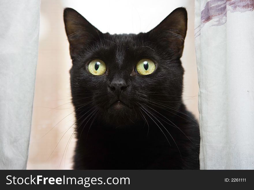 Black cat with bright green eyes looking really strong. Black cat with bright green eyes looking really strong