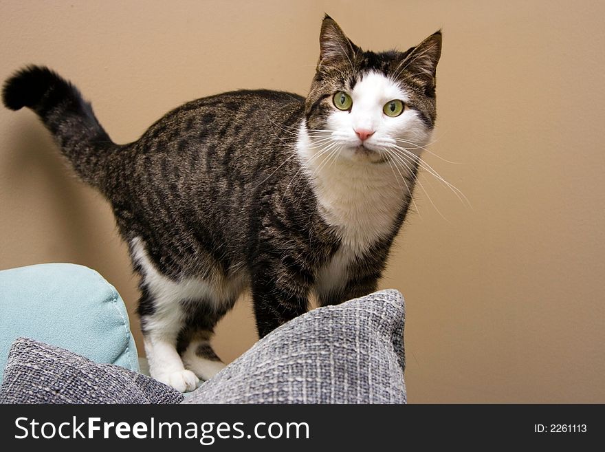 Tabby with white cat, standing on couch, distracted. Tabby with white cat, standing on couch, distracted