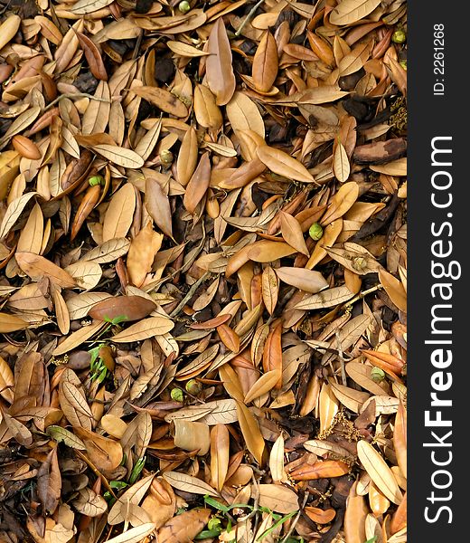 Fallen scattered brown Leaves all over ground. Fallen scattered brown Leaves all over ground