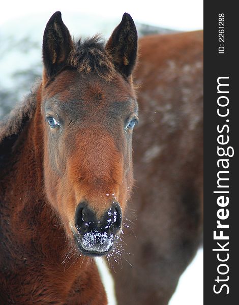 Appaloosa Horse Portrait, Winter Shot. Appaloosa Horse Portrait, Winter Shot