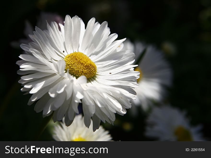 Macro of an white daisy in the garden shadow. Macro of an white daisy in the garden shadow