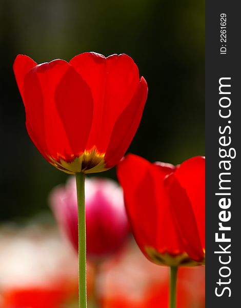 Beautiful red tulips garden backlighted by spring sun. Beautiful red tulips garden backlighted by spring sun