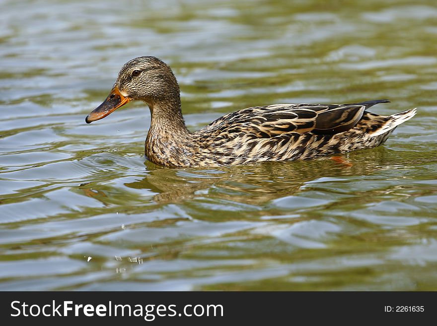 Simple duck swiming on the lake