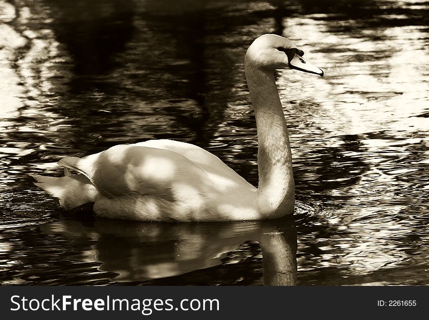 Single swan swimming on the lake between shadows. Single swan swimming on the lake between shadows