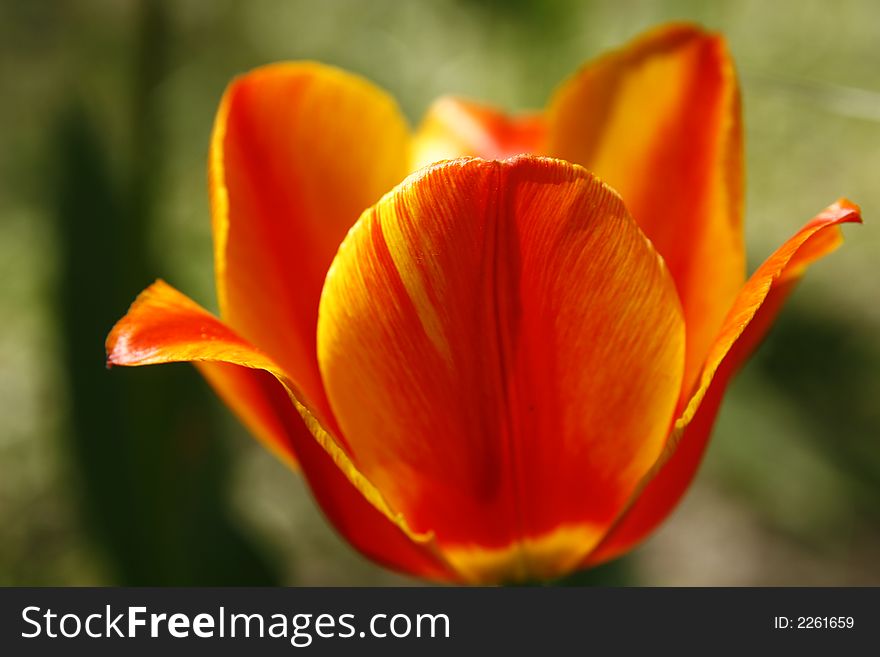 Tulip petals macro in fresh colors. Tulip petals macro in fresh colors