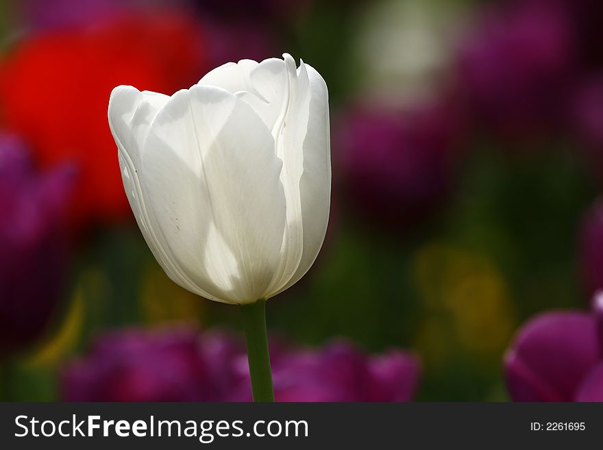 White tulip extreme close-up petals