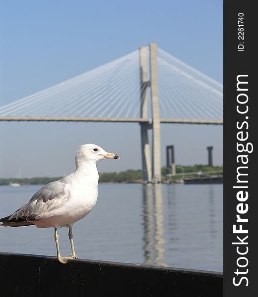 Seagull & Bridge 1