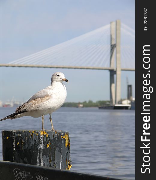 Close up of Seagull with cable stay Bridge. Close up of Seagull with cable stay Bridge