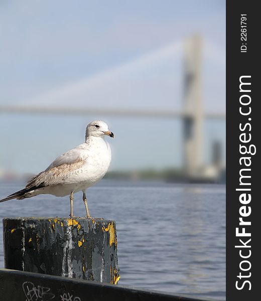 Seagull & Bridge 7a