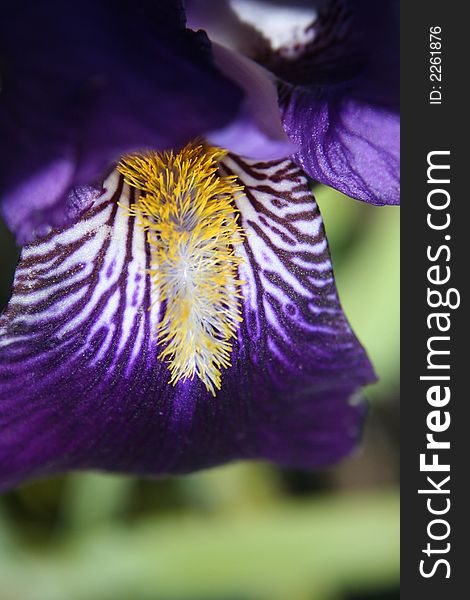 Close up of a purple bearded Iris