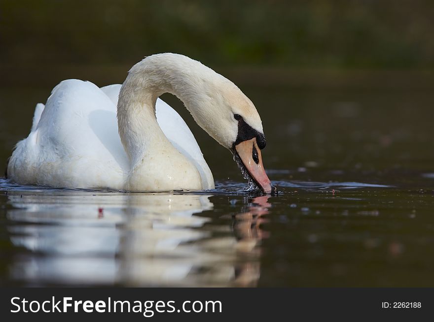 Close-up of a beautiful swan