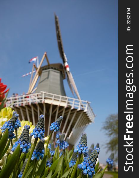 Dutch windmill and colorful fl