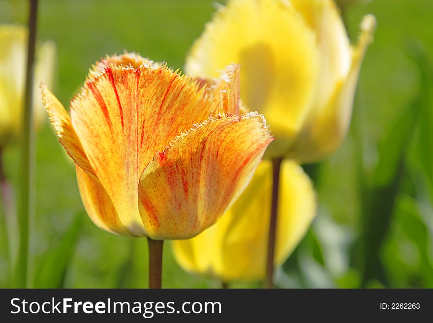 Tulips Field