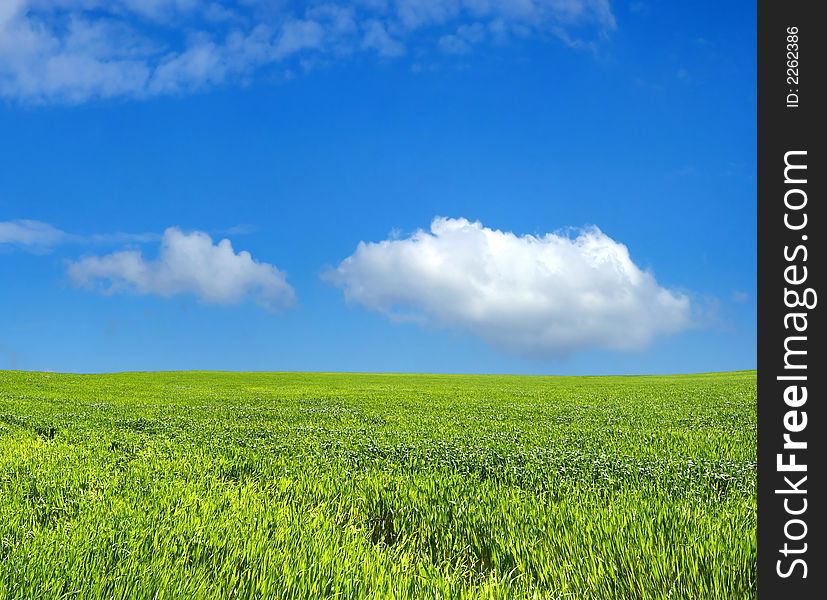 Wheat Field Over Blue Sky