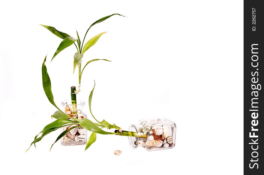 Bamboo in glass whit shells on white background