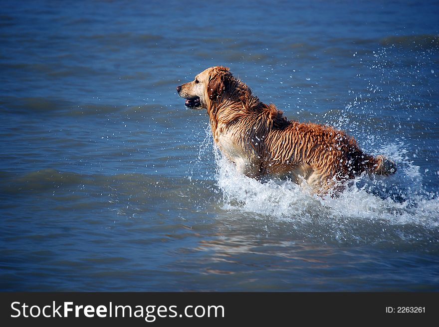 Golden Retriever enjoying himself at the beach