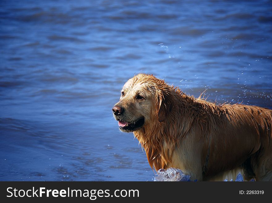 Golden Retriever having a good time at the beach