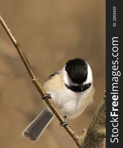 A sad and lonely little chickadee with a hanging head. A sad and lonely little chickadee with a hanging head