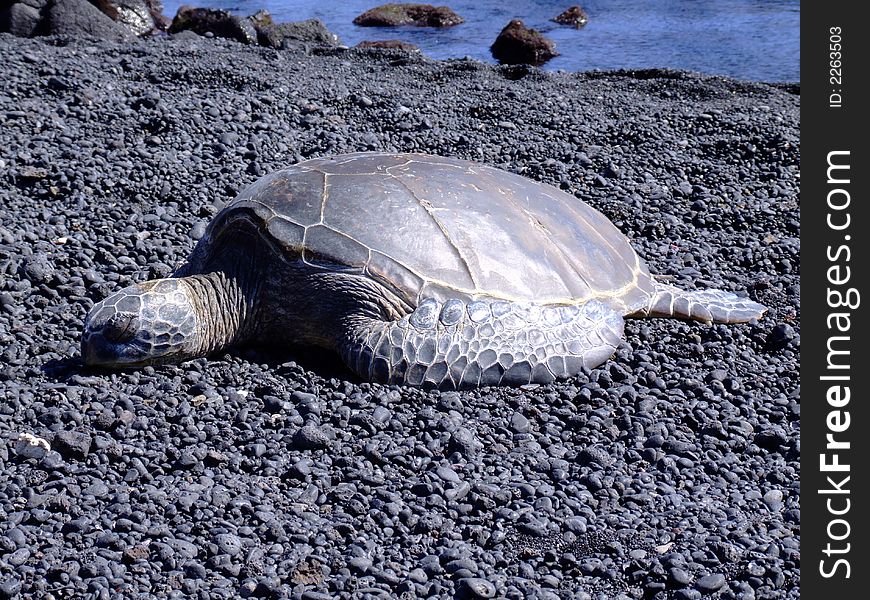 A giant sleeping seaturtle at Black sand Beach, Big Island, HI, USA. A giant sleeping seaturtle at Black sand Beach, Big Island, HI, USA