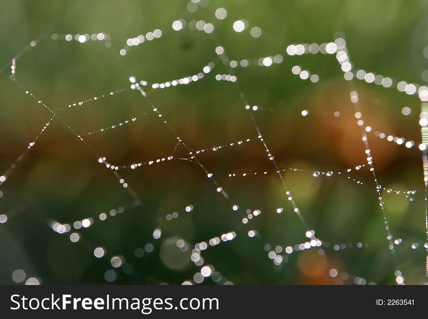 Drops of water on cobweb in the rainy day