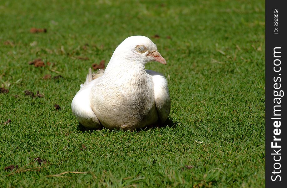A white dove resting at Waikiki Beach, HI. A white dove resting at Waikiki Beach, HI.