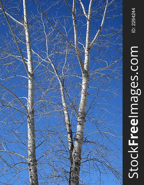 Aspen trees in spring, on a sunny day.