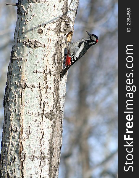 Woodpecker sits on a tree