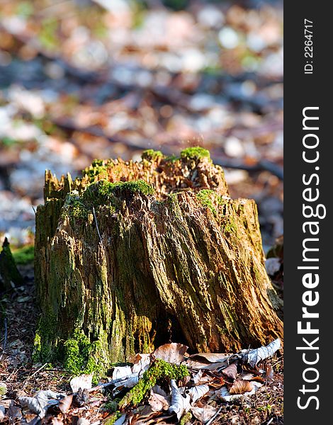 Photo of old stump in the forest