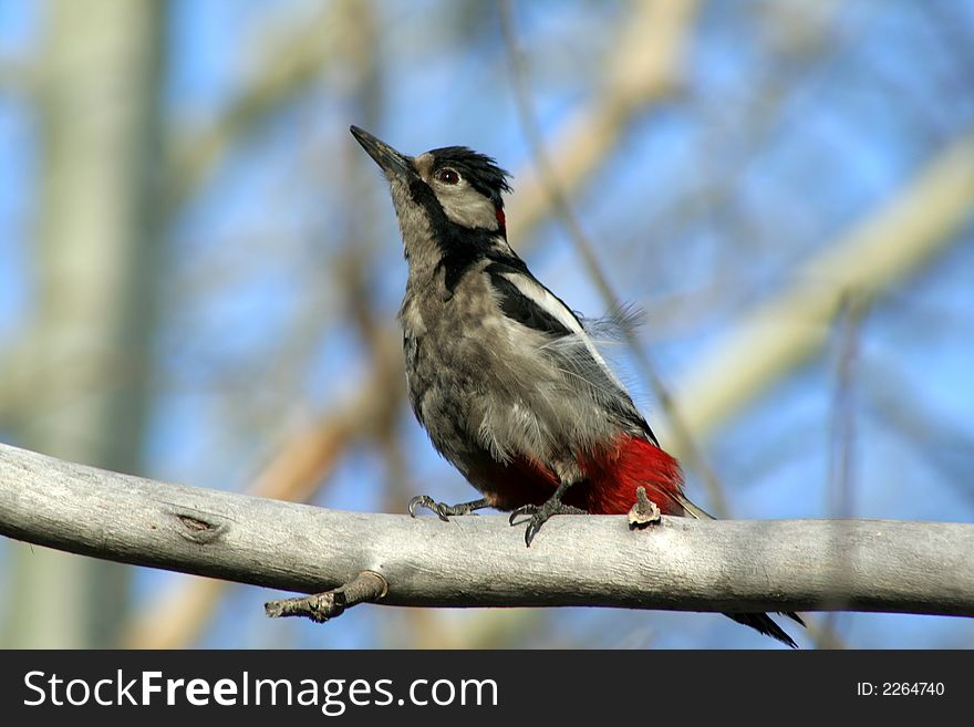 Woodpecker sits on a branch